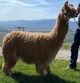 alpaca for sale