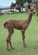 alpaca for sale