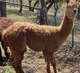 alpaca for sale