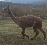 alpaca for sale