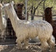 alpaca for sale