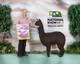 alpaca for sale