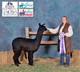 alpaca for sale