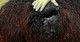 alpaca for sale
