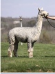 alpaca for sale