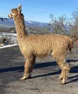 alpaca for sale