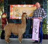 alpaca for sale