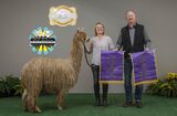 alpaca for sale