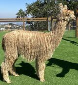alpaca for sale