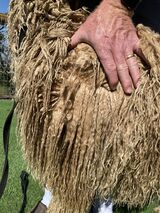 alpaca for sale