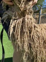 alpaca for sale