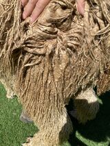 alpaca for sale
