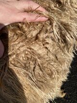 alpaca for sale
