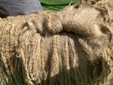alpaca for sale