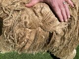 alpaca for sale