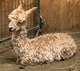 alpaca for sale