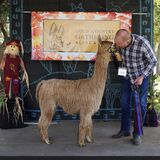 alpaca for sale