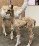 alpaca for sale
