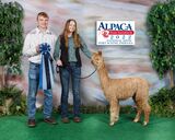alpaca for sale