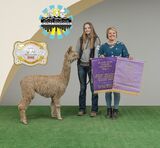 alpaca for sale