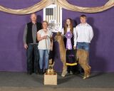 alpaca for sale