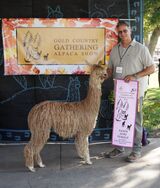 alpaca for sale