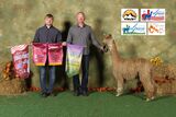 alpaca for sale