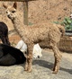 alpaca for sale
