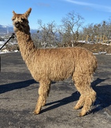 alpaca for sale