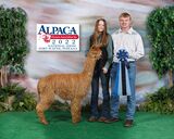 alpaca for sale