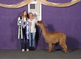 alpaca for sale