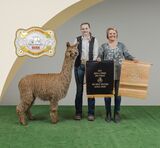 alpaca for sale