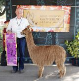 alpaca for sale