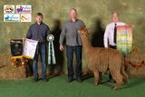alpaca for sale