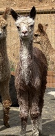 alpaca for sale