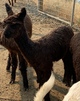 alpaca for sale