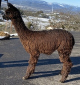 alpaca for sale