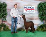 alpaca for sale