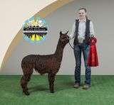 alpaca for sale