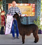alpaca for sale