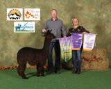 alpaca for sale