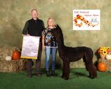 alpaca for sale