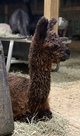 alpaca for sale