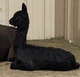 alpaca for sale