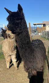 alpaca for sale
