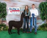 alpaca for sale