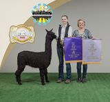 alpaca for sale