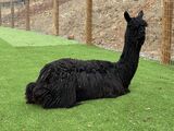 alpaca for sale