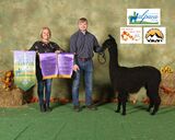 alpaca for sale