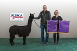 alpaca for sale